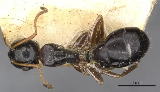 Camponotus itoi - CASENT0910517