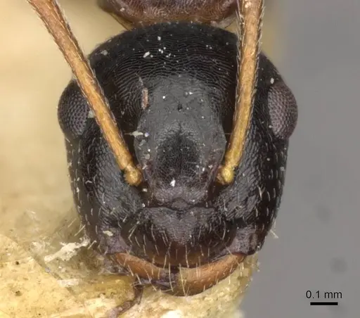 Camponotus itoi - CASENT0910517