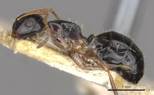 Camponotus itoi - CASENT0910517