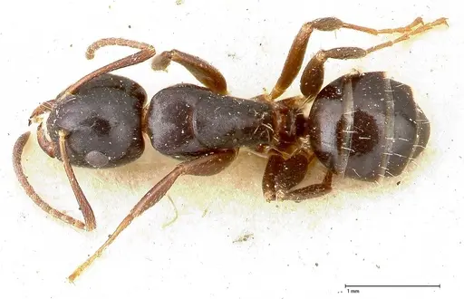 Camponotus itoi - FOCOL0479