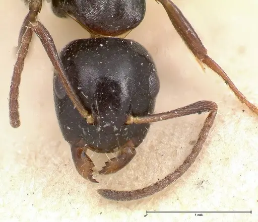 Camponotus itoi - FOCOL0479