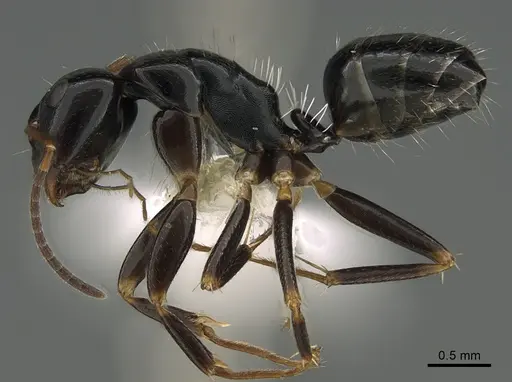 Camponotus ivadia specimen
