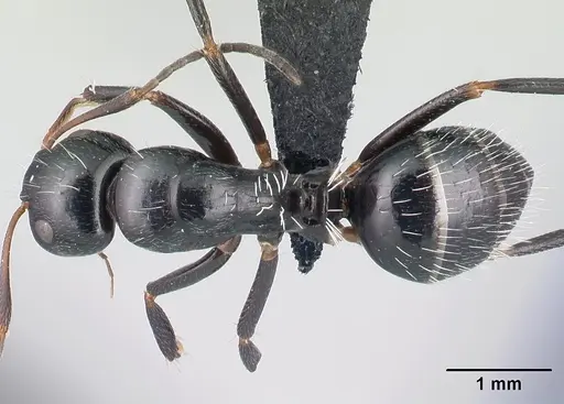 Camponotus ivadia - CASENT0498634