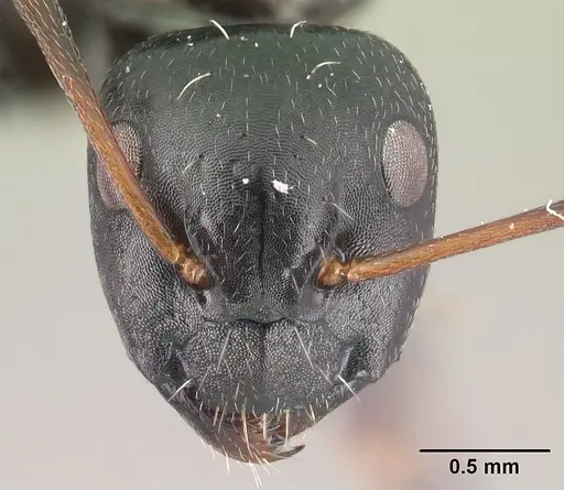 Camponotus ivadia - CASENT0498634