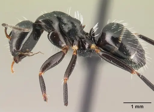 Camponotus ivadia - CASENT0498634