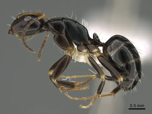 Camponotus ivadia - CASENT0872503