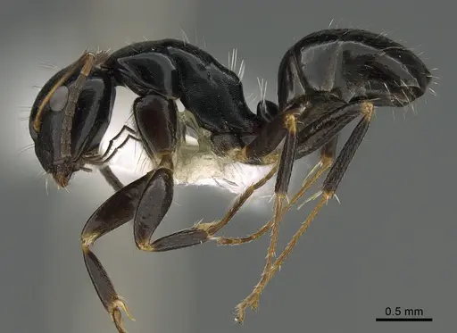 Camponotus ivadia - CASENT0872504