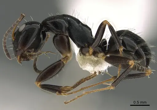 Camponotus ivadia - CASENT0872505