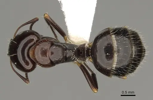 Camponotus ivadia - CASENT0923231