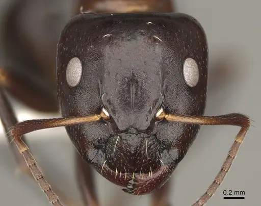 Camponotus ivadia - CASENT0923231