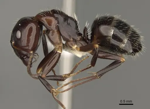 Camponotus ivadia - CASENT0923231