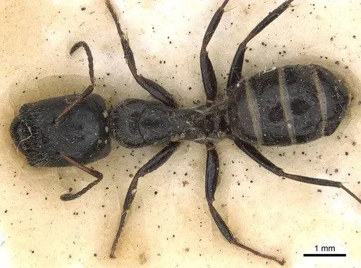 Camponotus janeti specimen