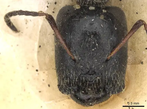 Camponotus janeti specimen