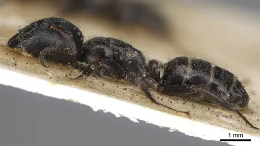 Camponotus janeti specimen