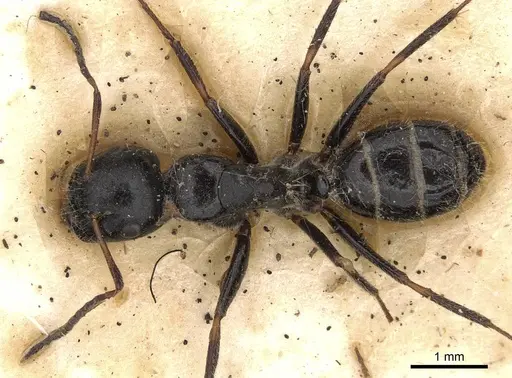 Camponotus janeti - CASENT0906941