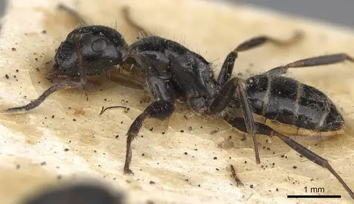 Camponotus janeti - CASENT0906941