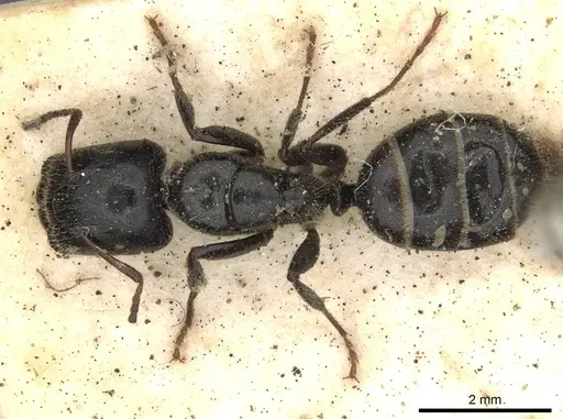 Camponotus janeti - CASENT0910518