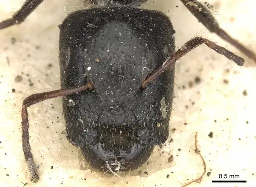 Camponotus janeti - CASENT0910518