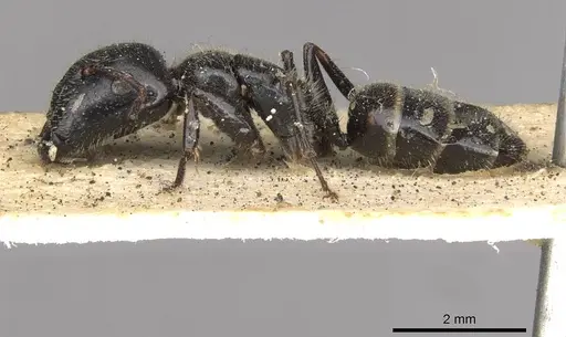 Camponotus janeti - CASENT0910518