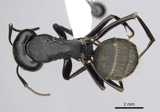 Camponotus japonicus specimen