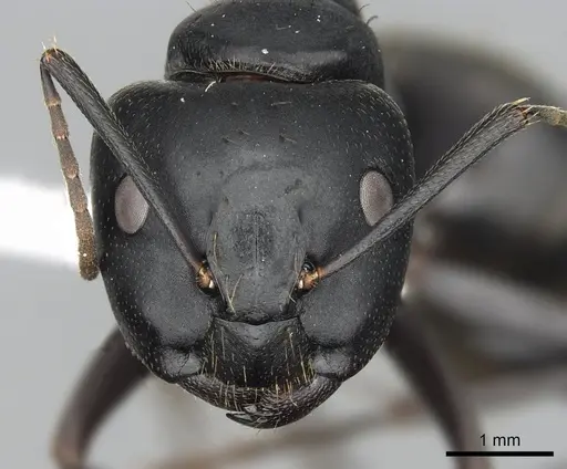 Camponotus japonicus specimen