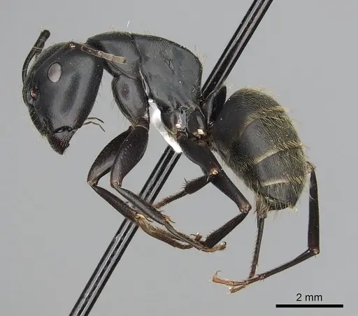 Camponotus japonicus specimen