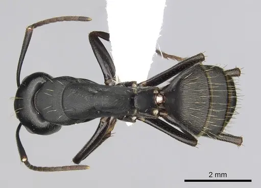 Camponotus japonicus - CASENT0249984