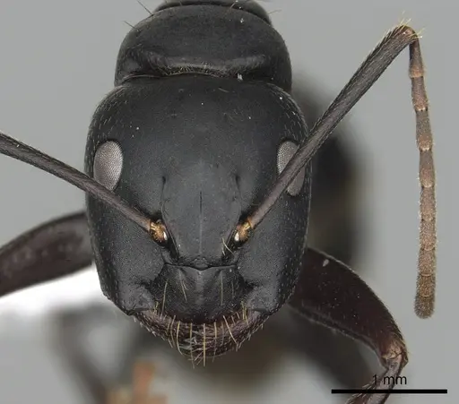 Camponotus japonicus - CASENT0249984