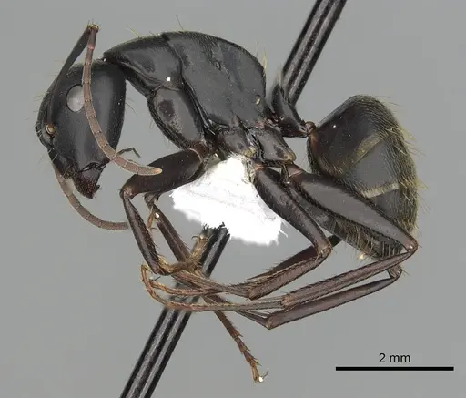 Camponotus japonicus - CASENT0249984