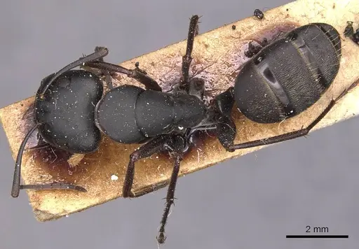 Camponotus japonicus - CASENT0905190