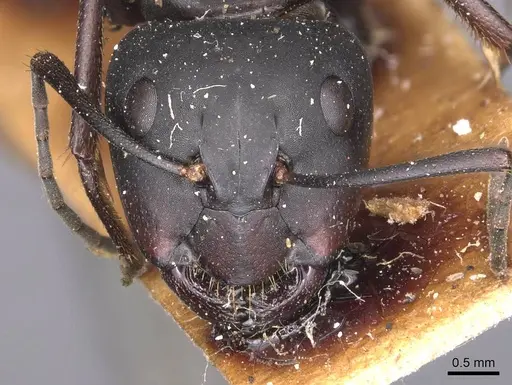 Camponotus japonicus - CASENT0905190
