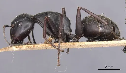Camponotus japonicus - CASENT0905190