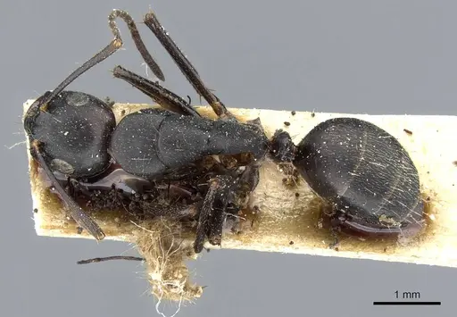 Camponotus japonicus - CASENT0905191