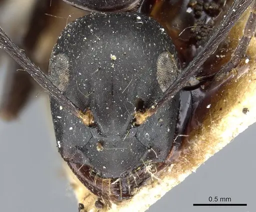 Camponotus japonicus - CASENT0905191