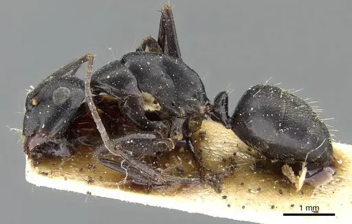 Camponotus japonicus - CASENT0905191