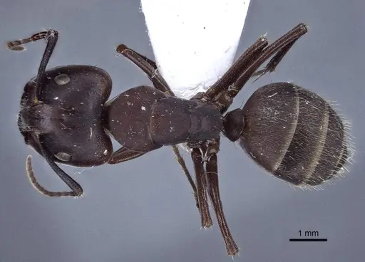 Camponotus japonicus - CASENT0916763