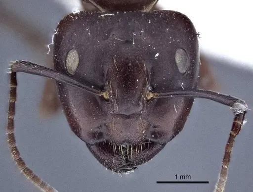 Camponotus japonicus - CASENT0916763