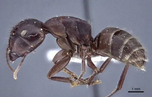 Camponotus japonicus - CASENT0916763