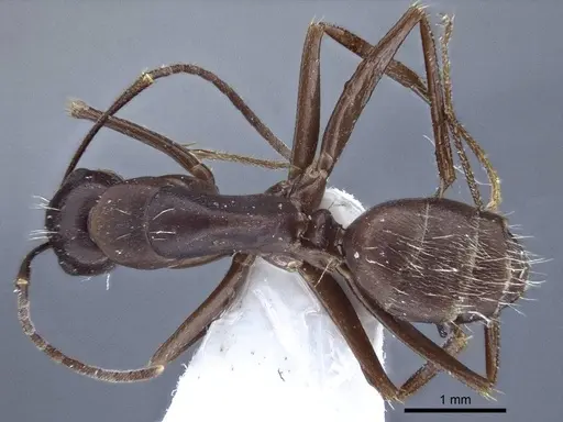 Camponotus japonicus - CASENT0916764