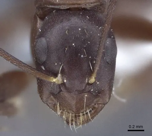 Camponotus japonicus - CASENT0916764