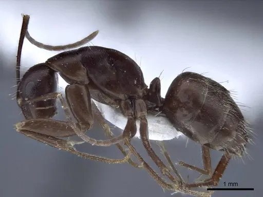 Camponotus japonicus - CASENT0916764