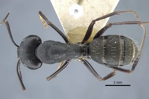 Camponotus japonicus - CASENT0917145