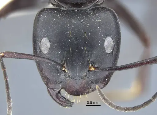 Camponotus japonicus - CASENT0917145