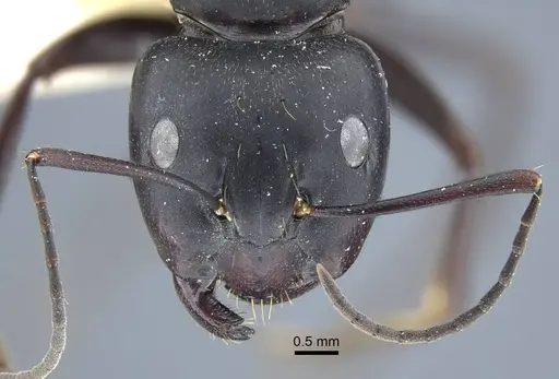 Camponotus japonicus - CASENT0917145