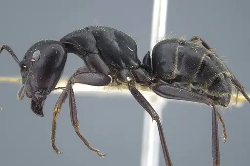 Camponotus japonicus - CASENT0917145