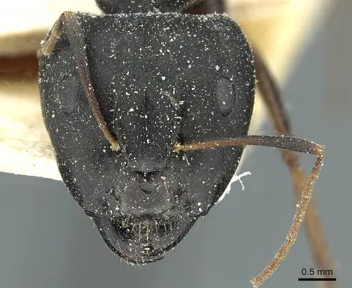 Camponotus jeanneli specimen