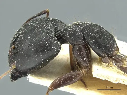 Camponotus jeanneli specimen