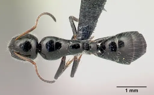 Camponotus jjacquia specimen