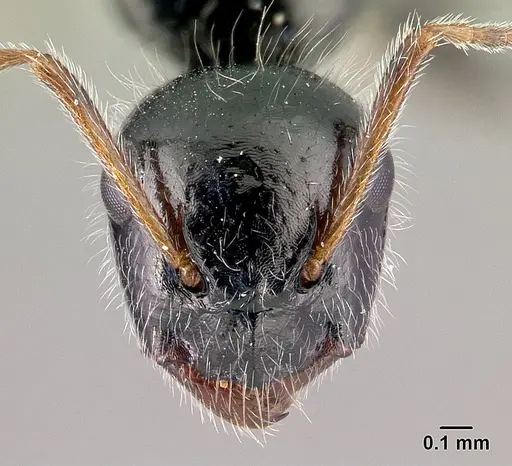 Camponotus jjacquia specimen