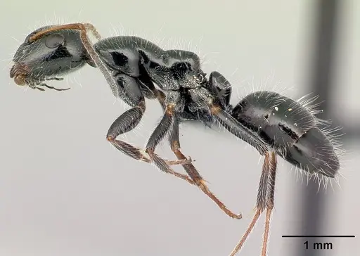 Camponotus jjacquia specimen